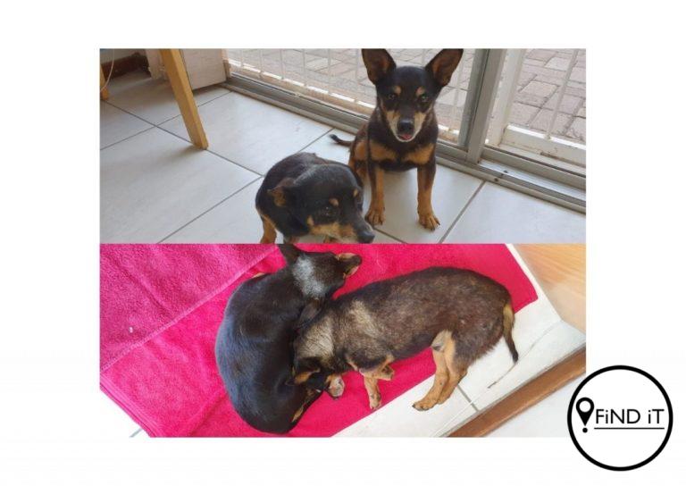 Twee honde se eienaars word dringend gesoek
