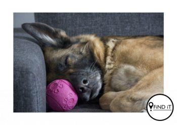 Wonder jy waaroor jou honde droom? Hulle droom dalk oor jou