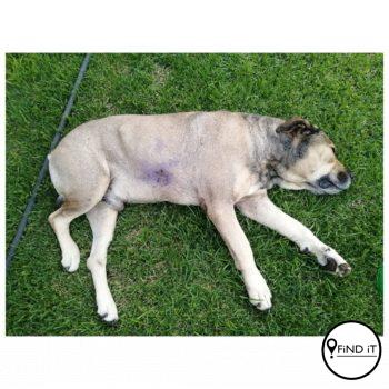 Video: Man verduidelik wat gebeur het toe man hond by kuierplek steek