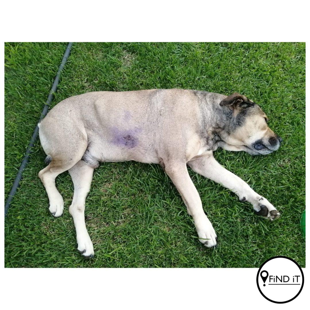Video: Man verduidelik wat gebeur het toe man hond by kuierplek steek