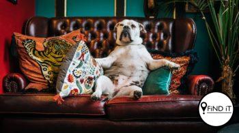 Algemene feite oor honde wat heeltemal vals is. Foto: Paolo Nicolello