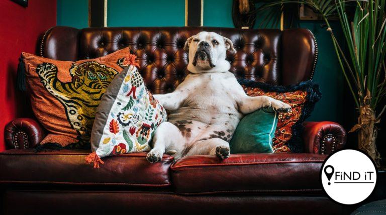 Algemene feite oor honde wat heeltemal vals is. Foto: Paolo Nicolello