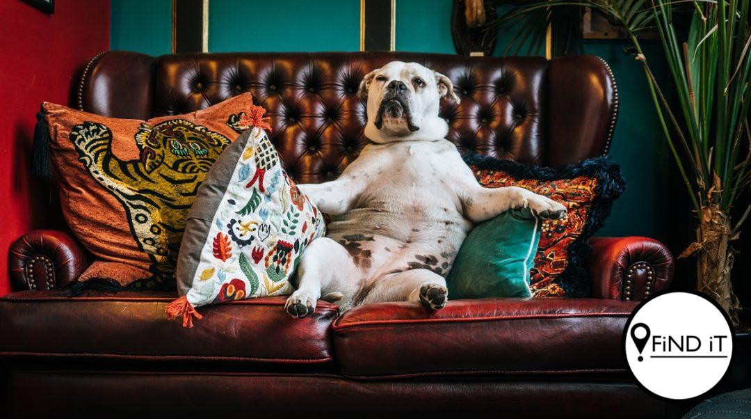 Algemene feite oor honde wat heeltemal vals is. Foto: Paolo Nicolello