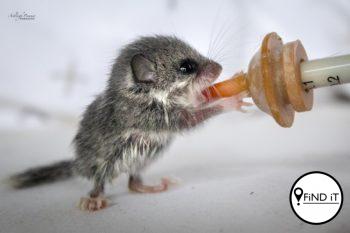 Drie geredde bosstermuise is die oulikste wesens wat jy vandag sal sien. Foto: Ashleigh Pienaar Photography