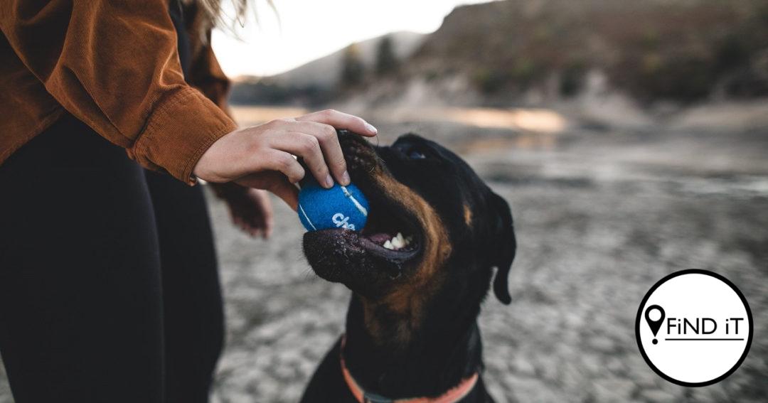 Honde en die vyf liefdestale. Foto: Unsplash