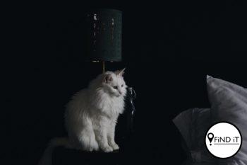 Kan katte in die donker sien? Foto: Rhema Kallianpur