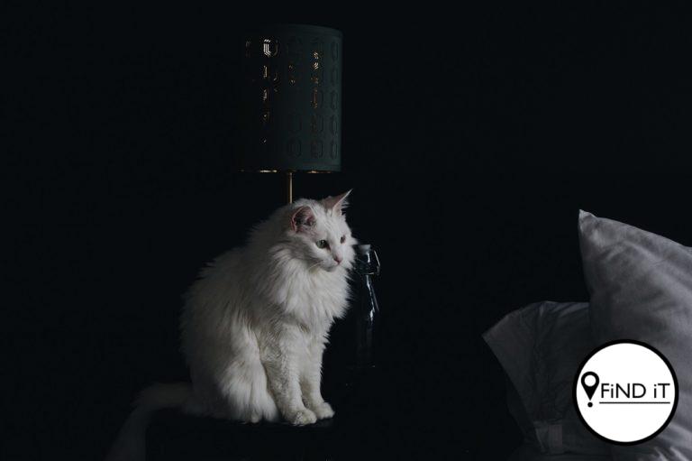 Kan katte in die donker sien? Foto: Rhema Kallianpur
