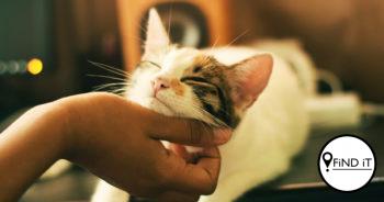 Katte en die vyf liefdestale. Foto: Yerlin Matu