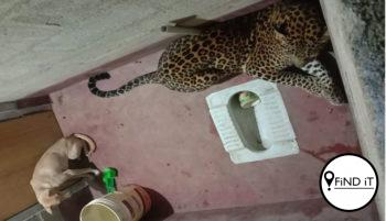 INDIA. - ’n Hond en ’n luiperd wat hier saam in ’n badkamer toegesluit was, het opskudding onder mense veroorsaak.