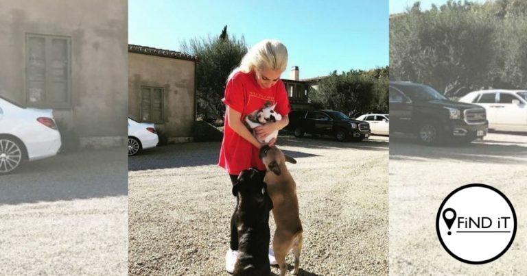 Lady Gaga se honde gevind