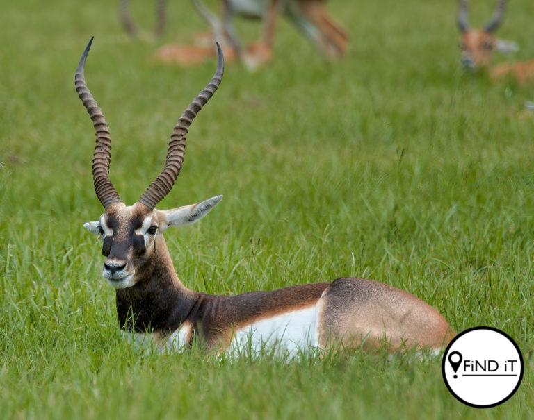 Vir en teen jag: Die waarheid oor wildboerdery. Foto: Robert Woeger