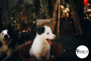 Waarom gaap honde so baie? Foto: Helena Lopes