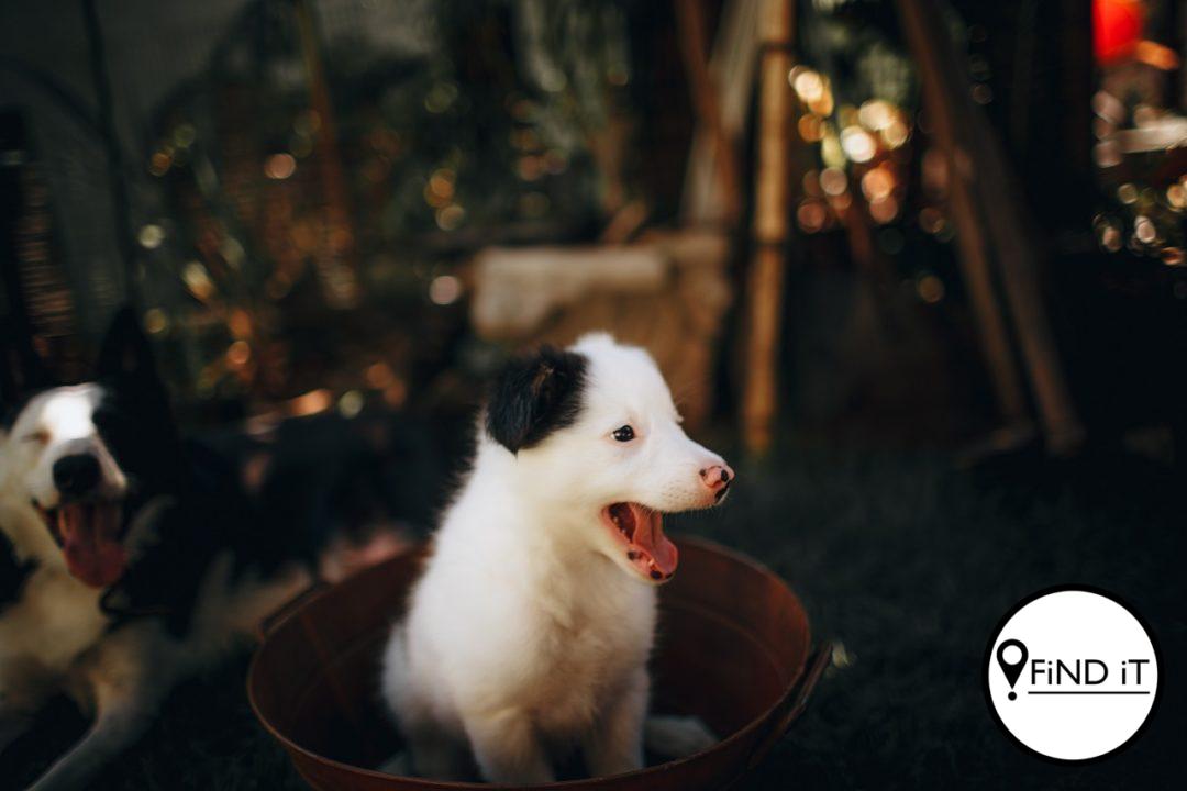 Waarom gaap honde so baie? Foto: Helena Lopes
