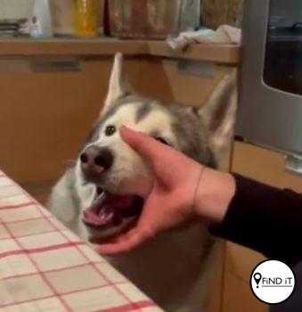 Kyk die oulike video van ’n beatbox-hond