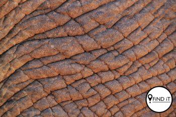 Charlie, die olifant wat homself in ’n walglike dieretuin in Pretoria vind, het reeds sy vroulike metgesel en jong seun, Deneo, aan die dood afgestaan.