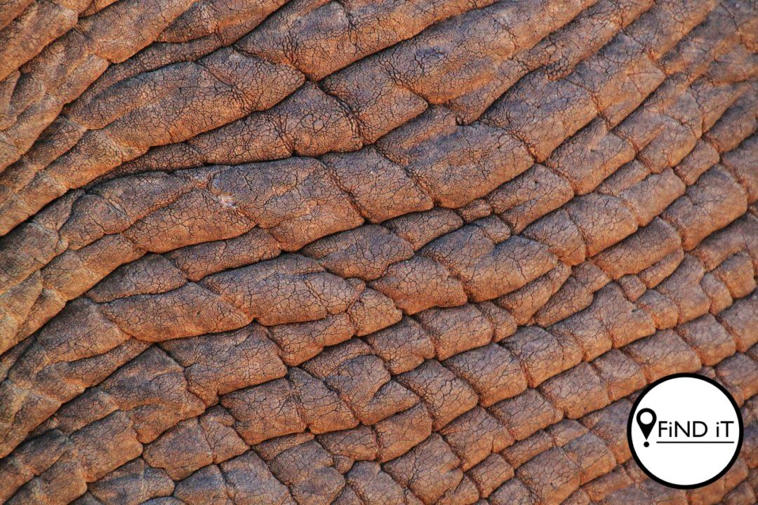 Charlie, die olifant wat homself in ’n walglike dieretuin in Pretoria vind, het reeds sy vroulike metgesel en jong seun, Deneo, aan die dood afgestaan.