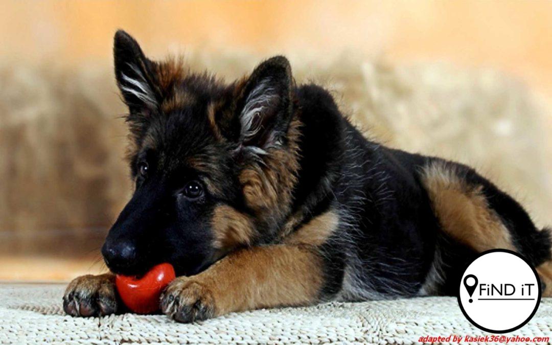 Die volgende is ’n ondersoek lys vanaf The Healthy Pet Club wat jy tuis kan toepas op jou hond om sy gesondheid te monitor.