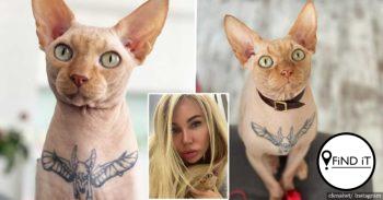 Veearts kyk hoe kat getatoeëer word