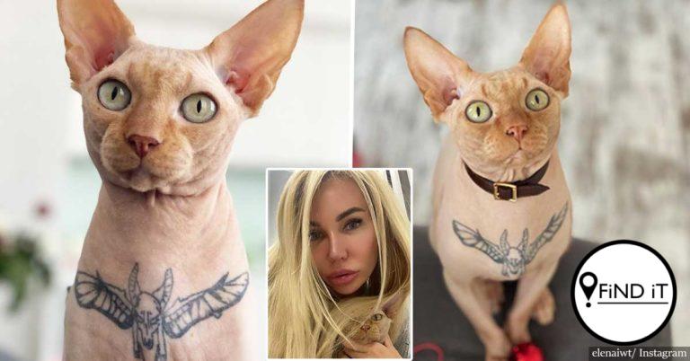 Veearts kyk hoe kat getatoeëer word