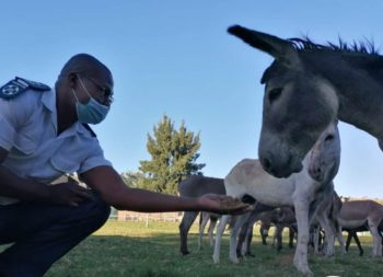 Die donkies, wat nou onder die sorg van die DBV is, het erge infeksies en wonde aan hulle lywe gehad. (Foto: NSPCA, Facebook)