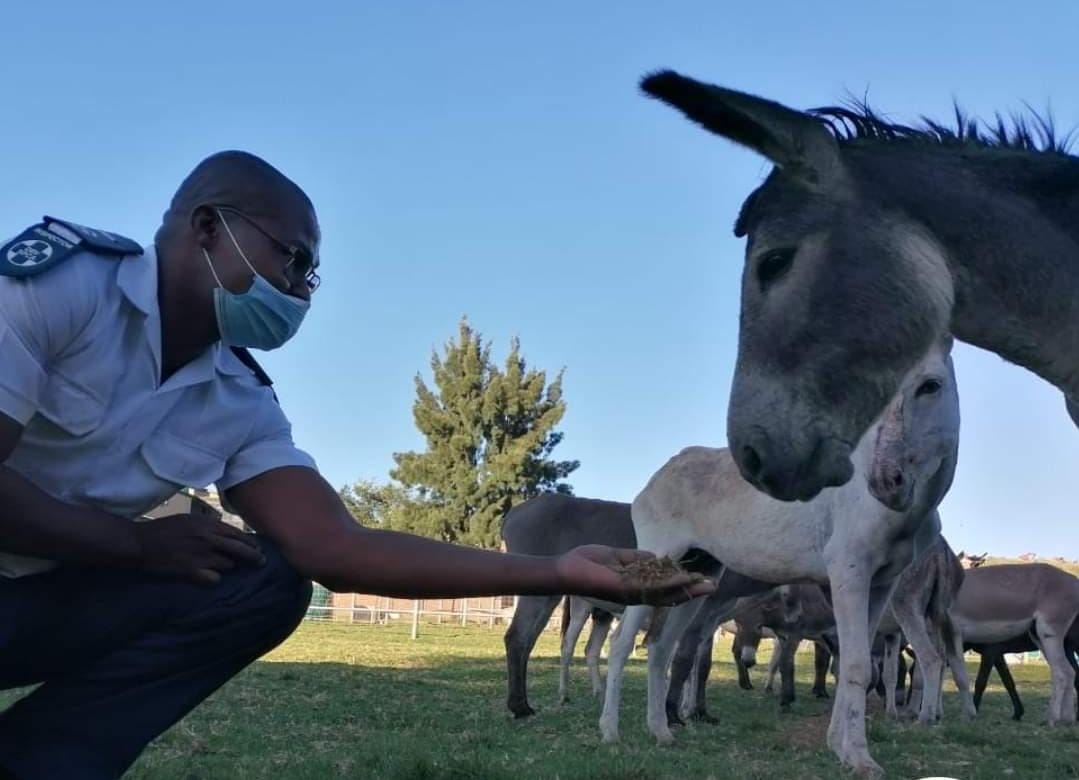 Die donkies, wat nou onder die sorg van die DBV is, het erge infeksies en wonde aan hulle lywe gehad. (Foto: NSPCA, Facebook)