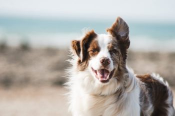 Madden was die mediese direkteur by Caring Hands Animal Hospital in Miami voordat hy twee weke gelede geskors is na dit aan die lig gekom het dat hy vir hierdie "afskuwelike en ondenkbare dade" ondersoek word. (Foto: Unsplash)