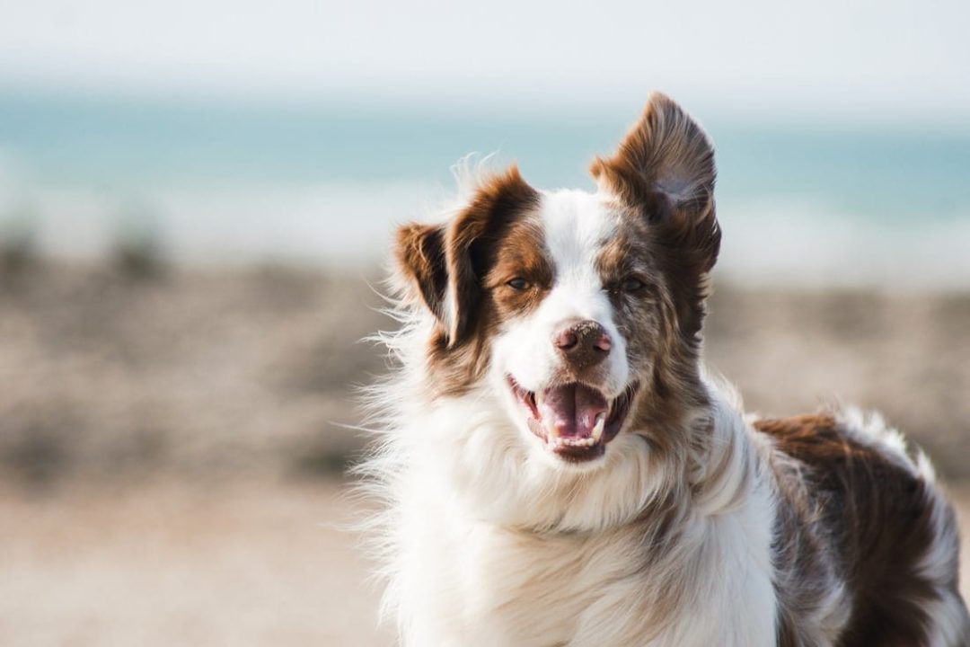 Madden was die mediese direkteur by Caring Hands Animal Hospital in Miami voordat hy twee weke gelede geskors is na dit aan die lig gekom het dat hy vir hierdie "afskuwelike en ondenkbare dade" ondersoek word. (Foto: Unsplash)