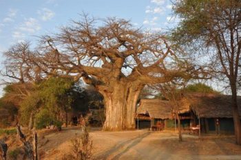 Weg met meer as 109 000 beskermde bome vir Chinese projek (Foto: Sun Trees)