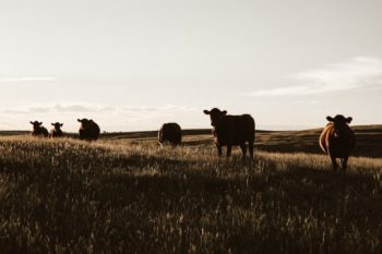 ’n Familielid van die slagoffers, wat op Despatch woon, het die polisie in kennis gestel van die vrou en haar twee kinders wat glo teen hulle wil op ’n plaas in Keimoes gehou word. (Foto: Unsplash)