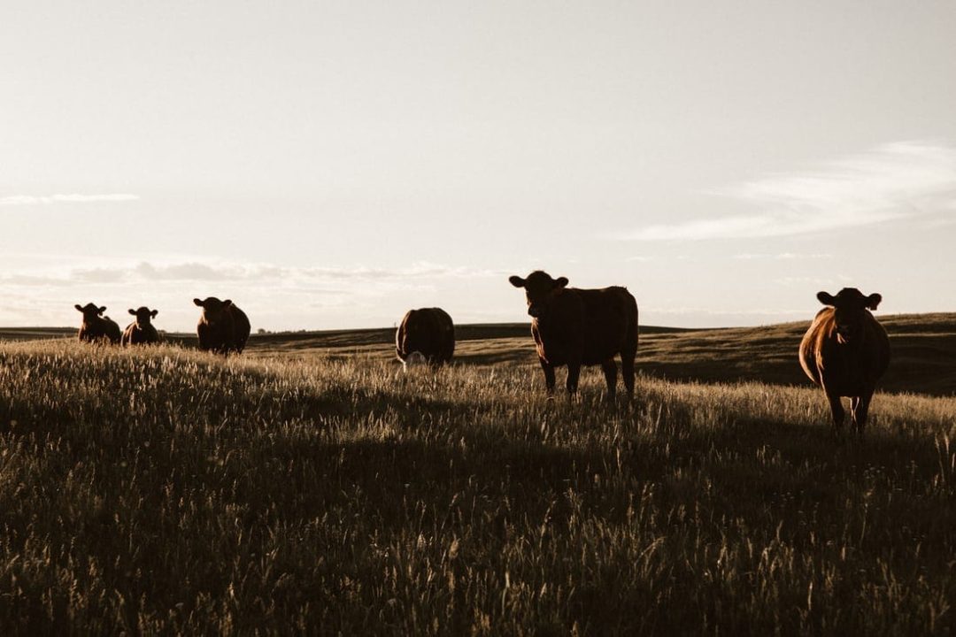 ’n Familielid van die slagoffers, wat op Despatch woon, het die polisie in kennis gestel van die vrou en haar twee kinders wat glo teen hulle wil op ’n plaas in Keimoes gehou word. (Foto: Unsplash)