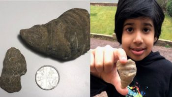 Seun (6) vind fossiel van 488 m. jaar oud in sy agterjaard (Foto: Daily Mail)