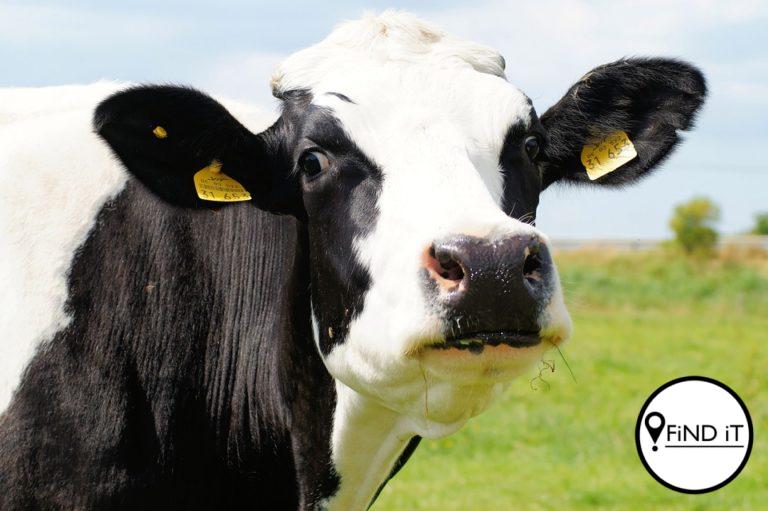 OOS-KAAP.- Omtrent 350 koeie is gelos om te sterf van die honger in ’n projek wat deur die staat befonds is. Die projek het in 2014 met 500 koeie en R43 miljoen begin.