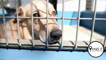 Charne sê sy voel dis belaglik omdat daar van haar honde verwag word om goed te reageer in 'n vreemde plek waar 'n klomp ander honde vir hulle gaan blaf