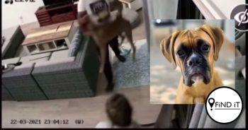 Hector heel oukei, sê eienaar na beweerde dieremishandeling video