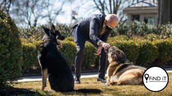 Joe Biden se honde mag nie meer in Withuis bly