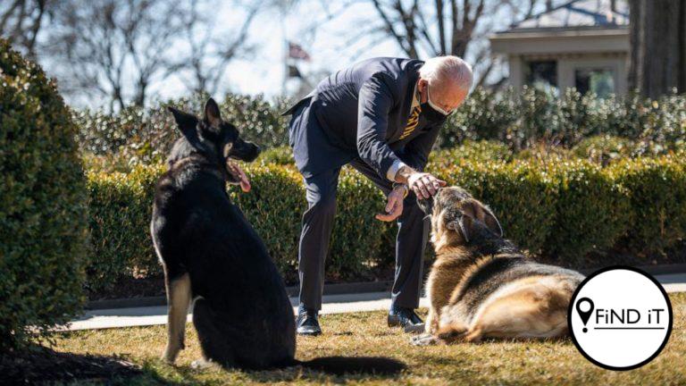 Joe Biden se honde mag nie meer in Withuis bly