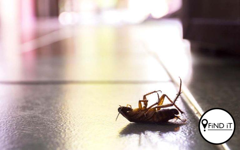 Ma en drie kinders dood na sy insekdoder spuit