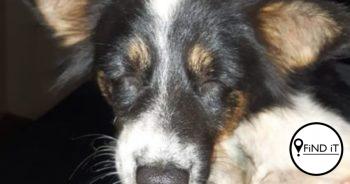 Hond met panga aangeval