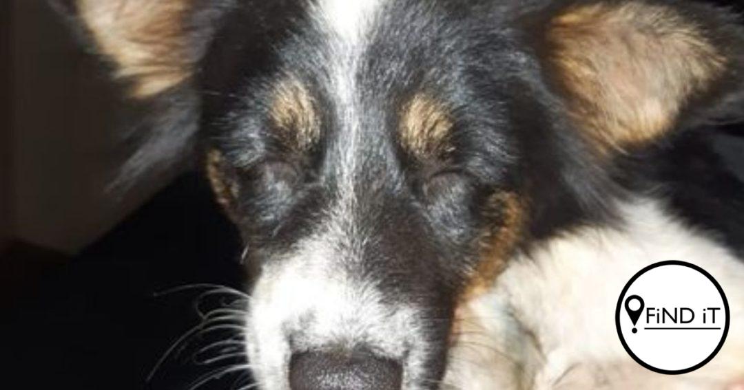 Hond met panga aangeval