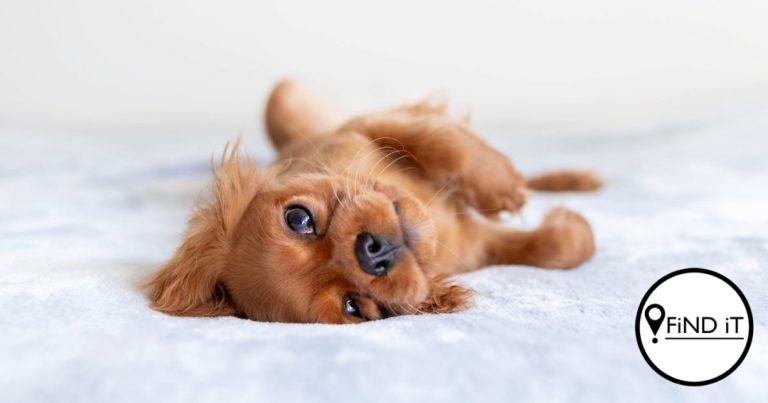 Dinge wat mense doen wat honde haat