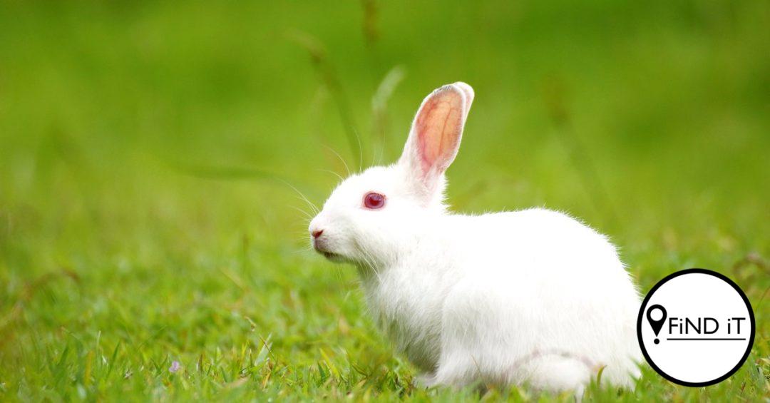 Vrou wat hase red, veroorsaak glo 90 se dood