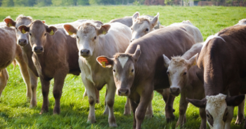 Irresponsible use of antibiotics threatening SA’s livestock industry