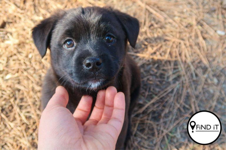 Beskerm jou honde teen hondediewe