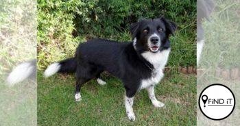 Buddy snuffel 56 verdagtes en dwelms ter waarde van R31 716 500 uit