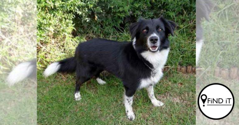 Buddy snuffel 56 verdagtes en dwelms ter waarde van R31 716 500 uit