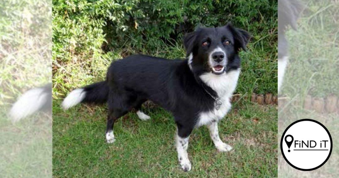 Buddy snuffel 56 verdagtes en dwelms ter waarde van R31 716 500 uit
