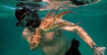 Oscar-toekenning vir 'My Octopus Teacher'-dokumentêr (Foto: TimesLIVE)