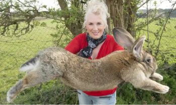 Wêreld se grootste haas gesteel (Foto: The Sun)