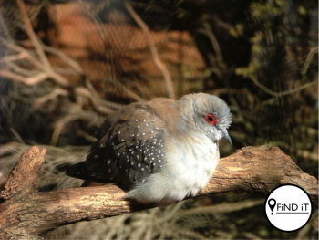 Die DBV het die karkasse vir toetse gestuur en die resultate het bevestig dat die voëls dood is van Avian Paramyxo-virus en Newcastle-siekte.