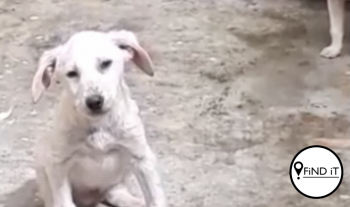 MAURITUIS.- Die gewilde wittebrood- en vakansiebestemming se Mauritius Society for Animal Welfare-organisasie word van dieremishandeling en wreedheid beskuldig.akansiebestemming se Mauritius Society for Animal Welfare-organisasie word van dieremishandeling en wreedheid beskuldig.